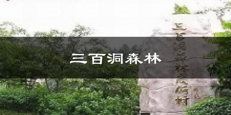 三百洞森林气温