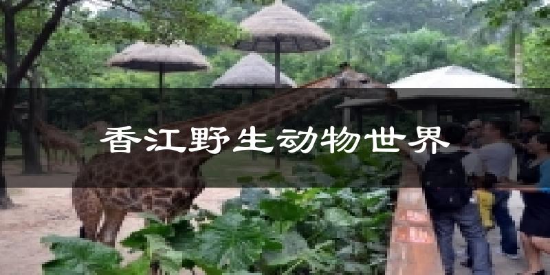 香江野生动物世界天气预报十五天